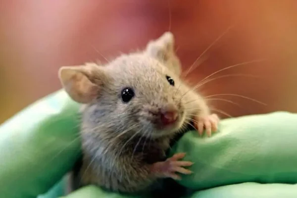 pancreatic cancer cure