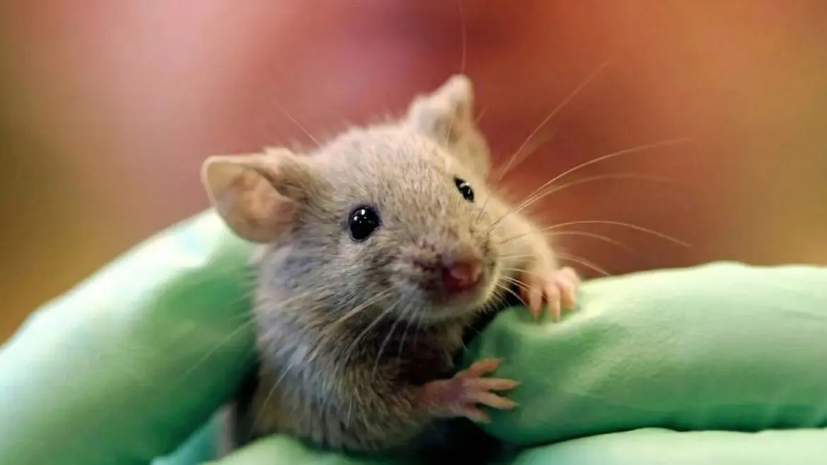 pancreatic cancer cure