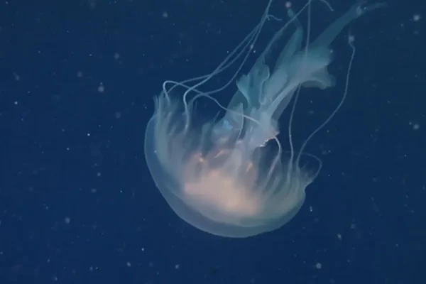 giant phantom jelly sighting