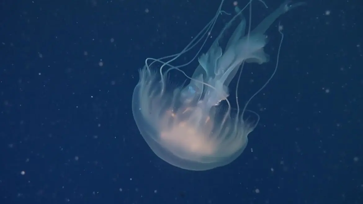 giant phantom jelly sighting